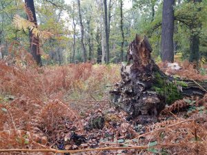 Yoga-Wochenende Bergisches Land 2019